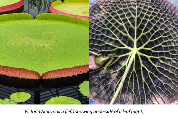 Victoria-Amazonica-(left)-showing-nderside-of-a-leaf-(right)